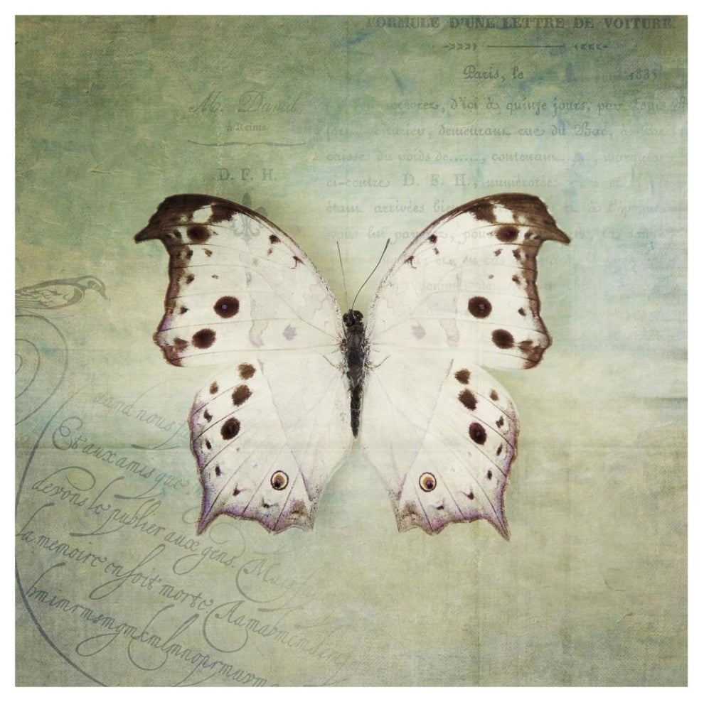 "French Butterfly IV" Digital Paper Print by Debra Van Swearingen, 42"x42"