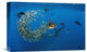 "Atlantic Sailfish Group Hunting Round Sardinella, Isla Mujeres, Mexico" Artwork