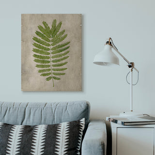 Plant Drawing Parchment Green Design, 30"x40", Canvas Art