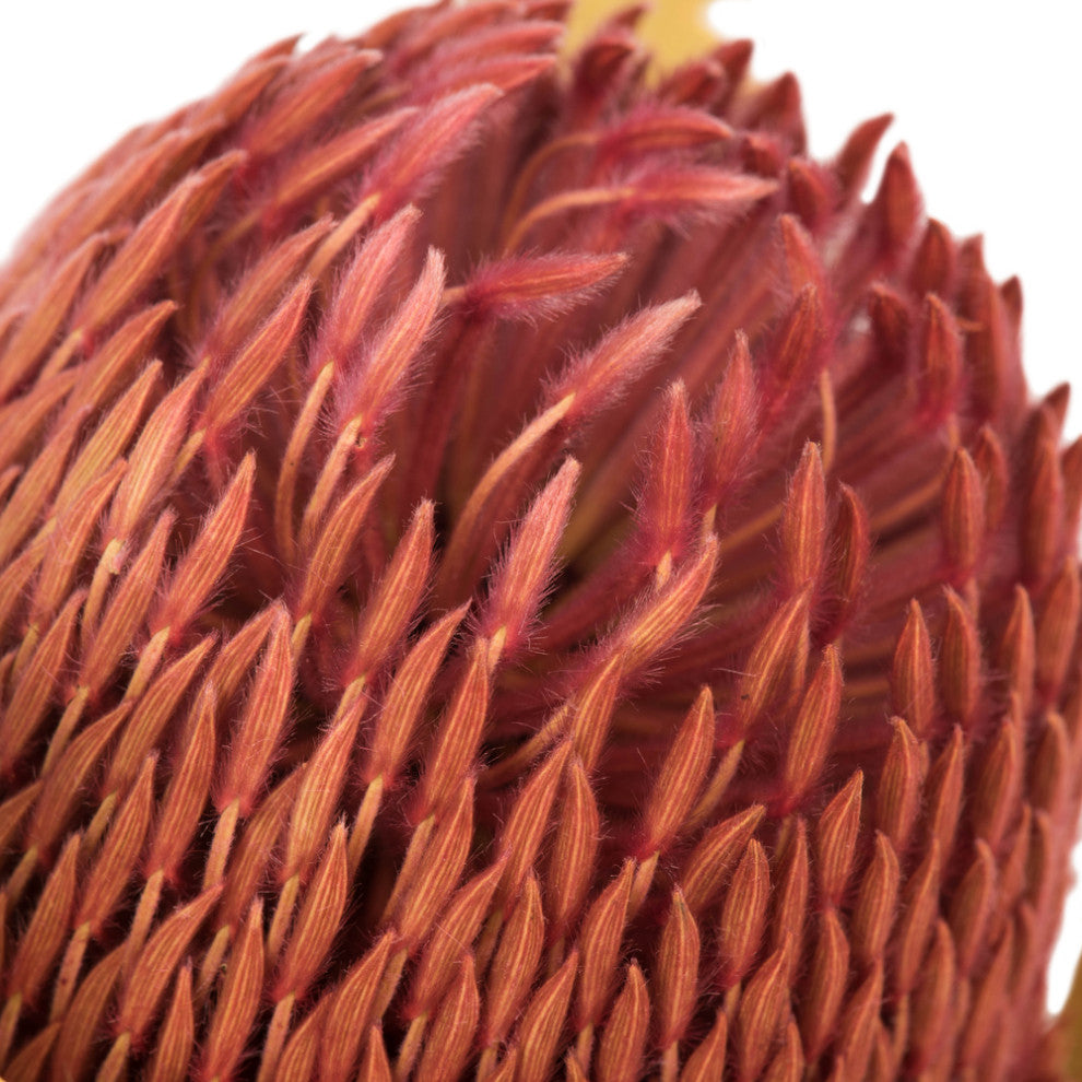 Vickerman 12" Natural Baxteri, Banksia Flower With Stem, Dried