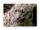 "Snow Leopard" by Robert Michaud, Canvas Art