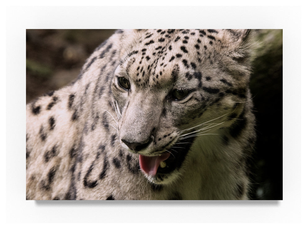 "Snow Leopard" by Robert Michaud, Canvas Art