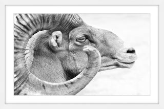 Marmont Hill, "Ram Profile 3" Framed Painting Print, 45x30