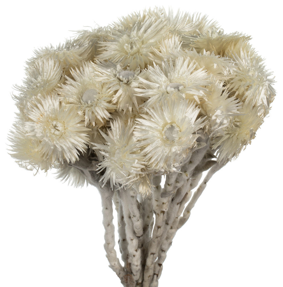 Vickerman Natural Everlasting Flowers, Dried, Natural White, 13-14"