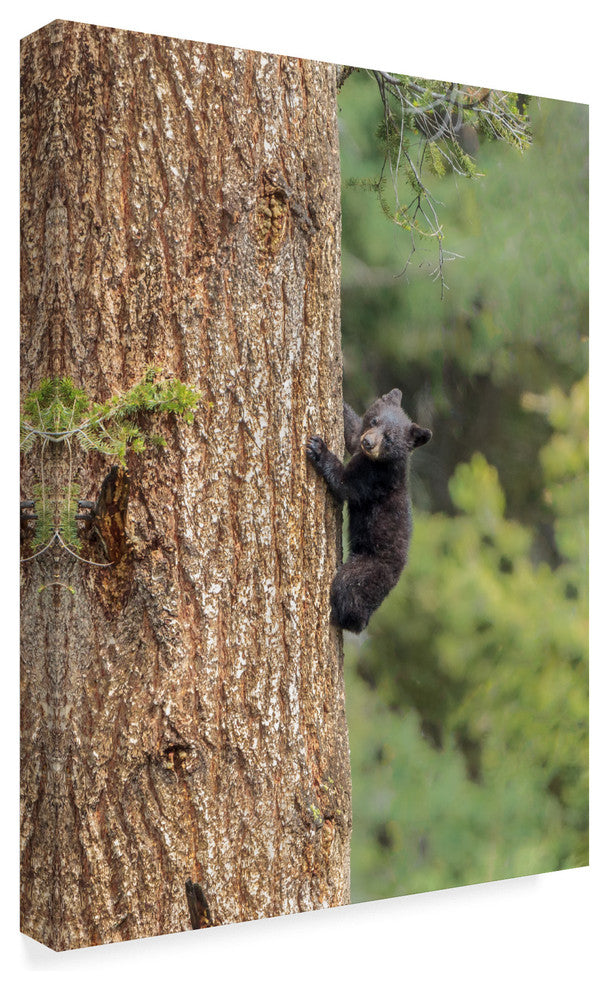 Galloimages Online 'Black Bear Cub Climbing' Canvas Art, 47"x35"