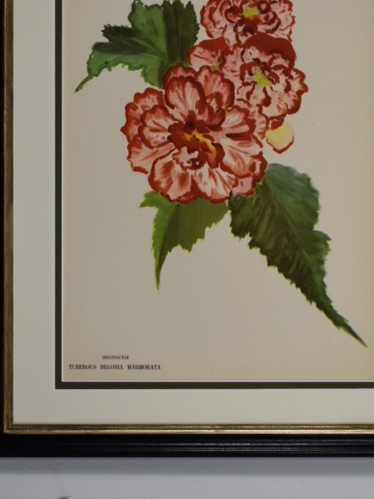 Original Vintage Paris Begonia Flower Framed Print