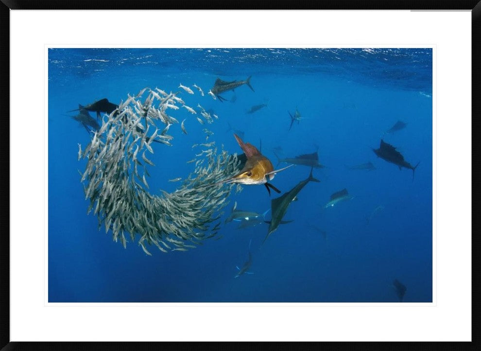 Atlantic Sailfish Group Hunting Round Sardinella, Isla Mujeres, Mexico, 36"x26"
