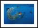 Atlantic Sailfish Group Hunting Round Sardinella, Isla Mujeres, Mexico, 36"x26"