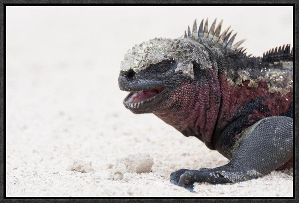 "Marine Iguana, Galapagos Islands, Ecuador"  by Tui De Roy, 19x13"