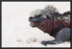"Marine Iguana, Galapagos Islands, Ecuador"  by Tui De Roy, 19x13"
