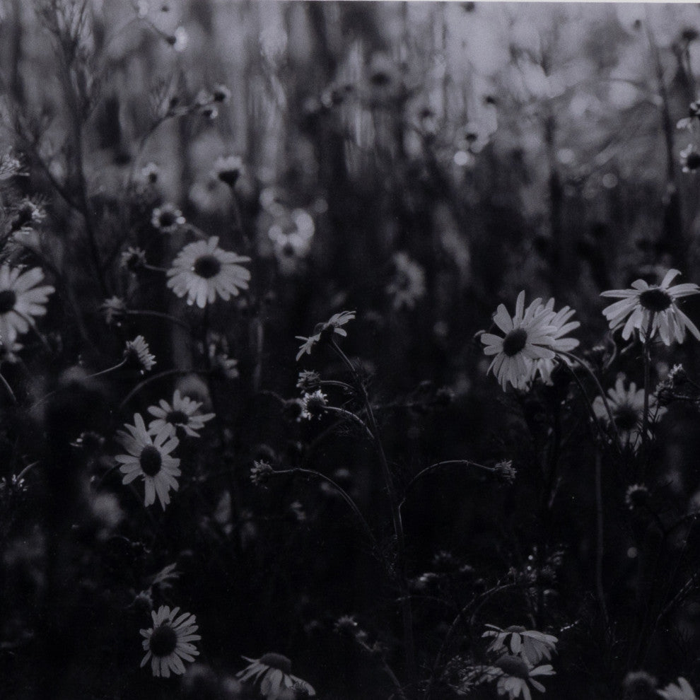 Floral Film Ii By Annie Spratt