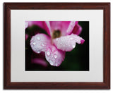 PIPA Fine Art 'Raindrops on Wild Rose Color' Matted Framed Art, 20x16