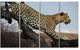 Leopard Walking on Tree, African Canvas Art Print, 48"x28", 4 Panels