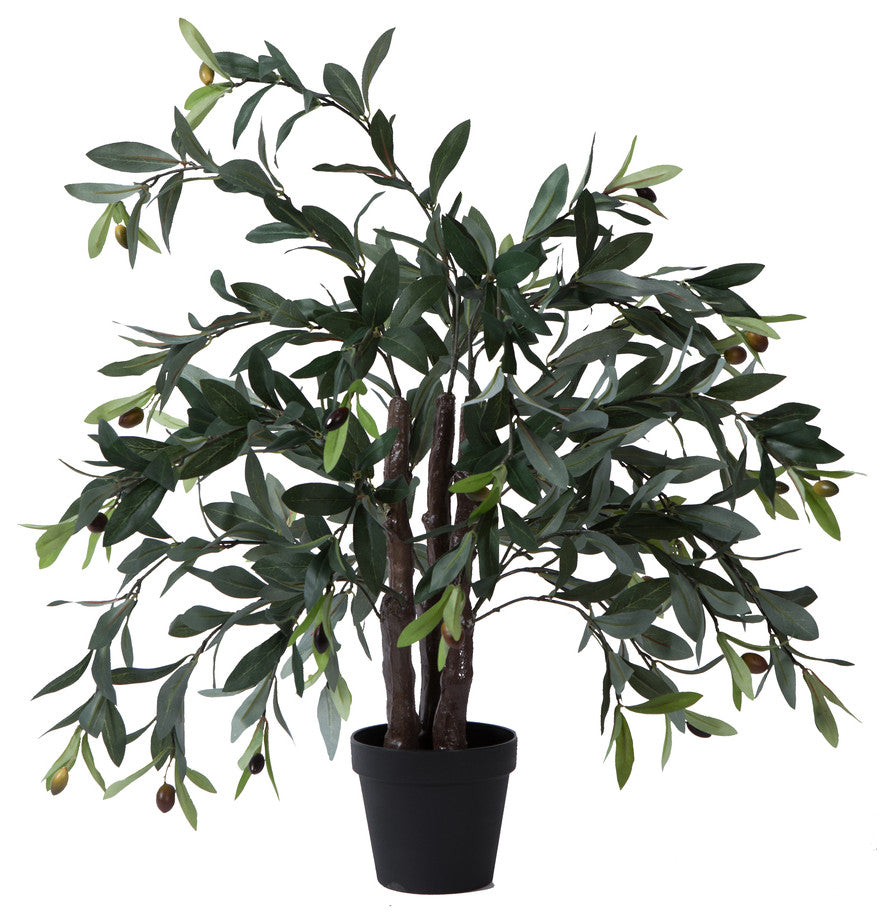30"  Olive Tree In Pot