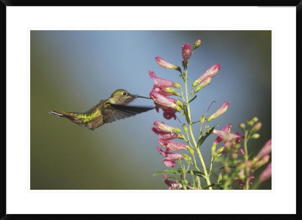 Broad-Tailed Hummingbird Juvenile Feeding On Flowers, New Mexico, 36"x26"