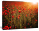 Dense Poppy Field At Sunset, Floral Canvas Art Print, 40"x30"