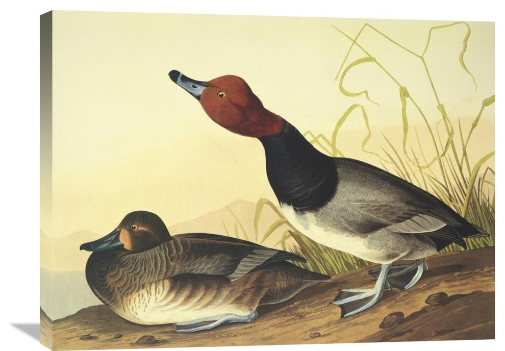 "Red-Headed Duck" Artwork, 32" x 24"