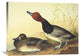 "Red-Headed Duck" Artwork, 32" x 24"