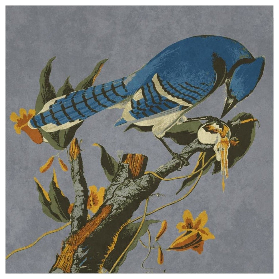 "Audubon Decor - Bluejay Detail" Digital Paper Print by BG.Studio, 32"x32"