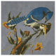 "Audubon Decor - Bluejay Detail" Digital Paper Print by BG.Studio, 32"x32"