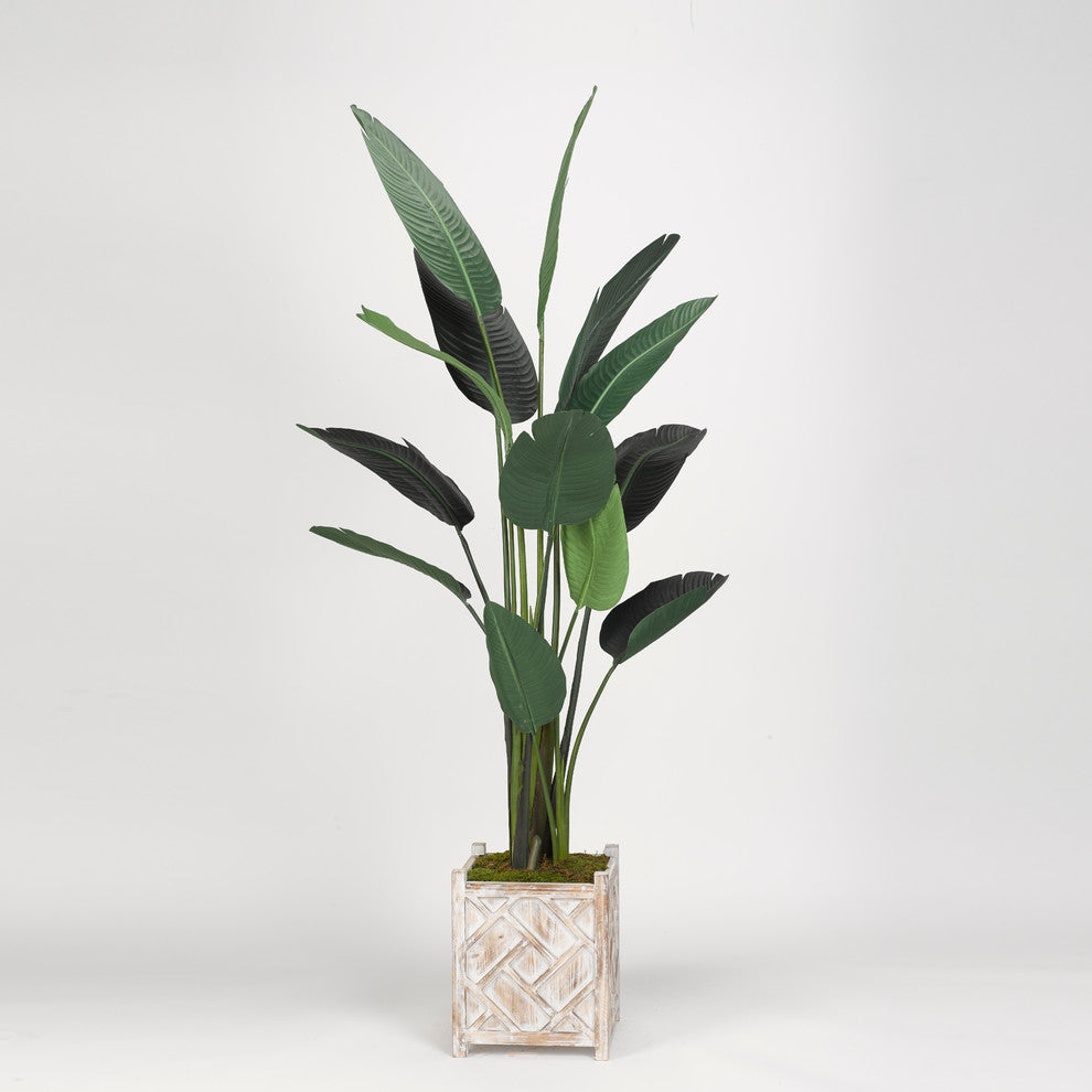 Traveller Palm Tree, Square Wooden Planter