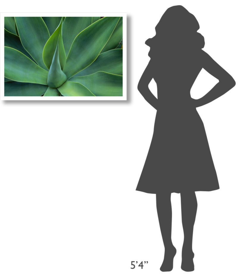 "Fox Tail Agave leaves, succulent, mountains of Mexico" Paper Art, 32"x22"