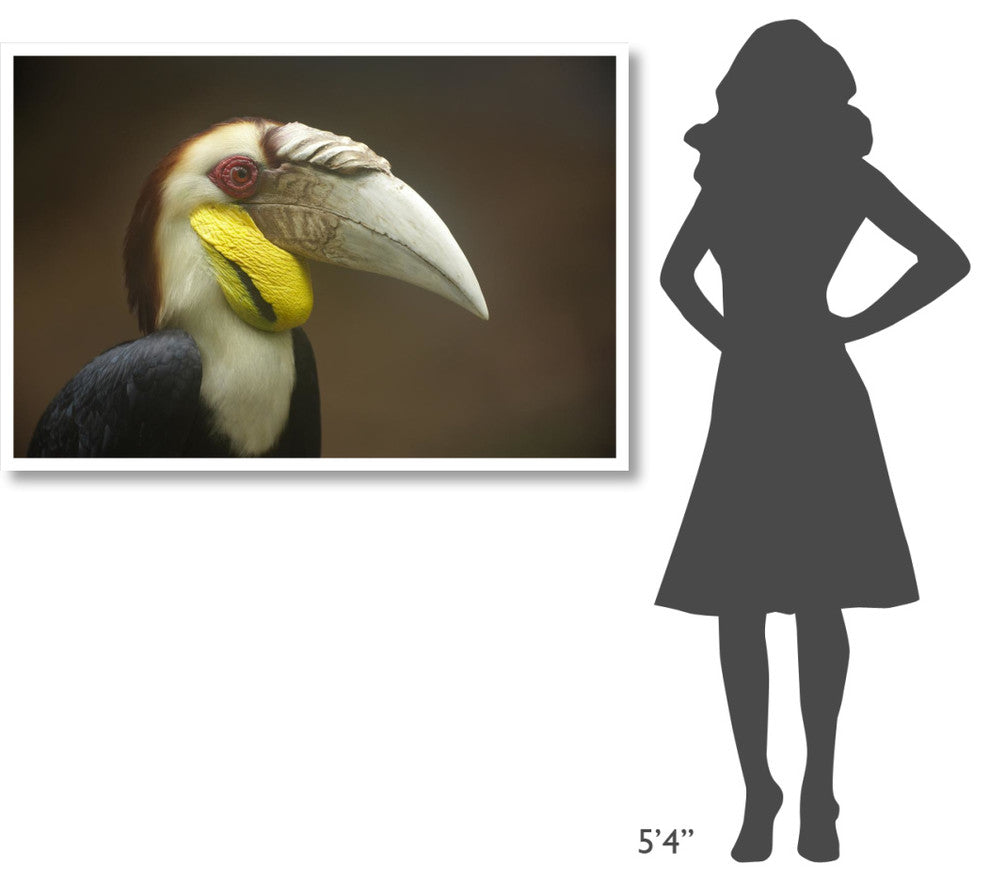 "Wreathed Hornbill male, Malaysia" Paper Print by Tim Fitzharris, 50"x34"