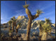 Joshua Trees In Red Rock Canyon State Park, California, 32"x24"