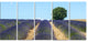 Beautiful Rows of Lavender in France, Landscape Canvas Art, 60"x28", 5 Panels