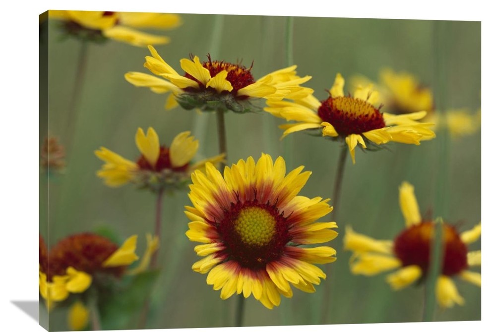 "Indian Blanket Flowers North America" Artwork, 40" x 30"