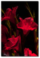 'Gladiolus VII' Canvas Art by Martha Guerra