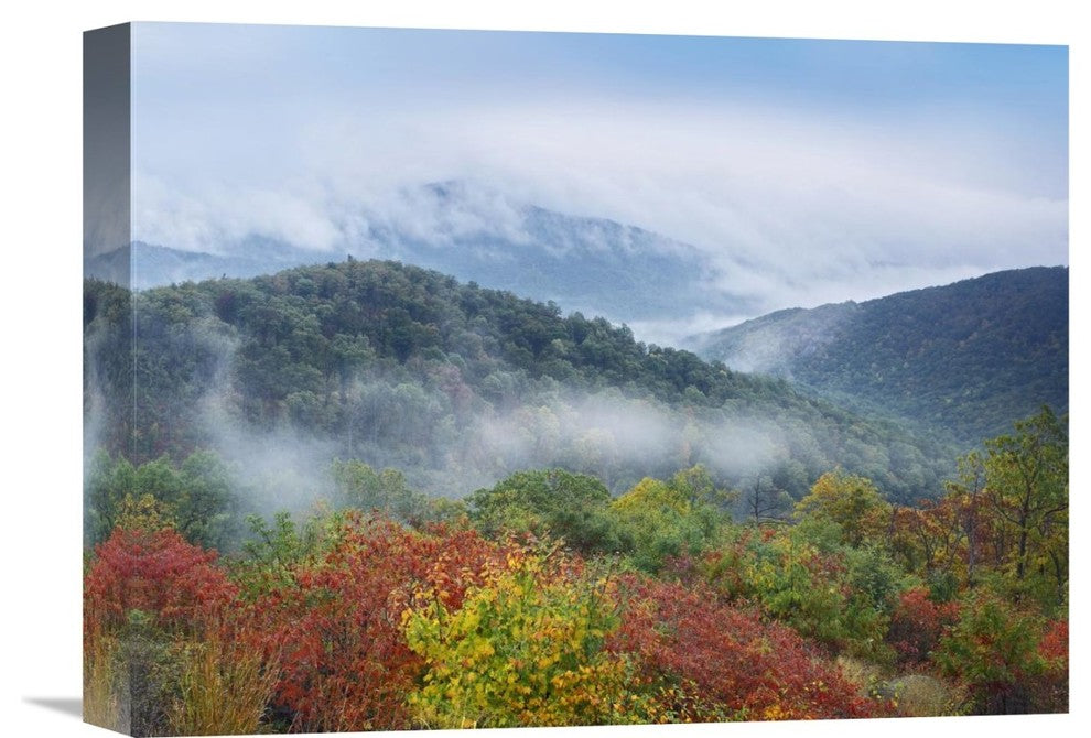 "Broadleaf Forest, Shenandoah National Park, Virginia" Artwork
