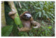 "Brown-throated 3-toed Sloth male, Aviarios Sloth Sanctuary" Paper Art, 20"x14"