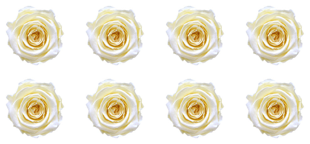 Regular Preserved Roses, Set of 8, Pure White