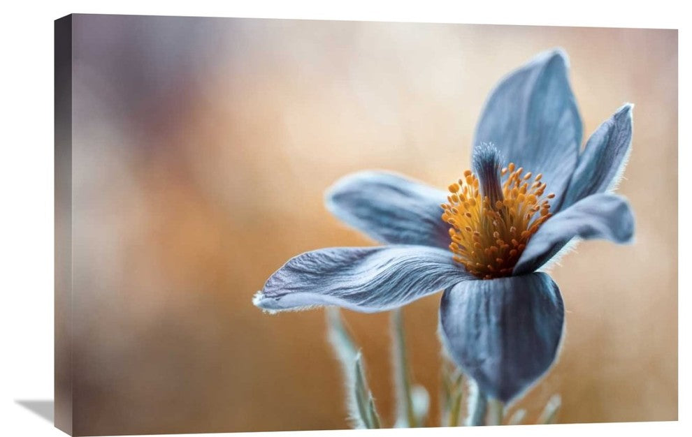 "Pasque" Stretched Canvas Giclee by Mandy Disher, 30"x20"