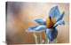 "Pasque" Stretched Canvas Giclee by Mandy Disher, 30"x20"