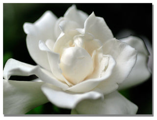'Lovely Gardenia' Canvas Art by Kurt Shaffer