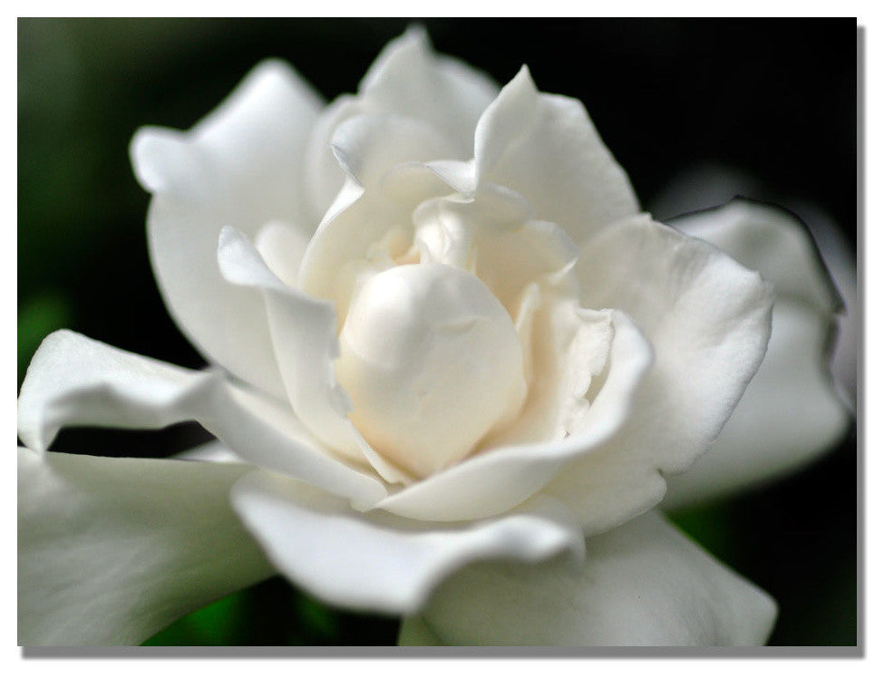 'Lovely Gardenia' Canvas Art by Kurt Shaffer