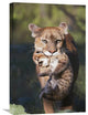"Mountain Lion Mother Carrying Cub In Her Mouth, North America" Artwork