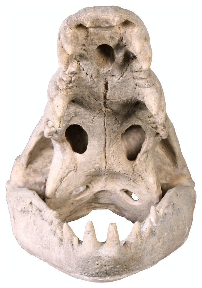 Crocodile Skull Sculptural Artifact
