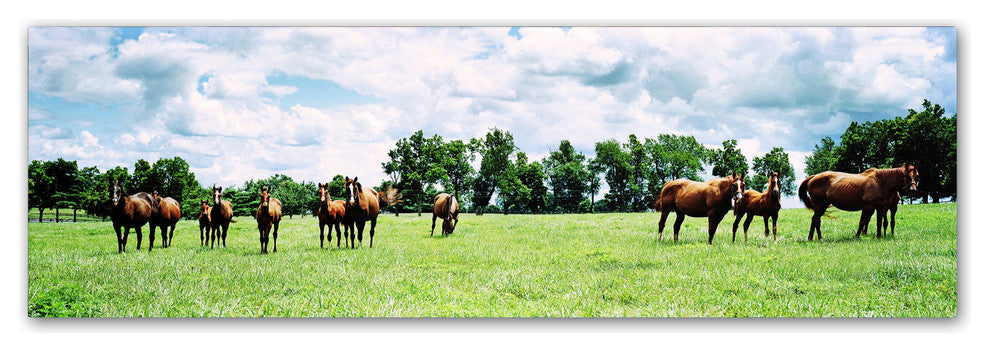 'Kentucky Horse 5' Canvas Art by Preston