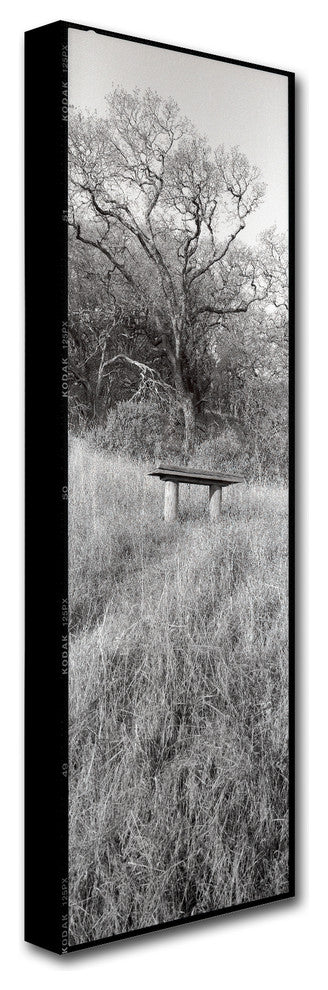 Alan Blaustein 'Novato Oak' Canvas Art, 10x32