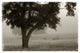 "Calm Mist" Digital Paper Print by Debra Van Swearingen, 26"x18"