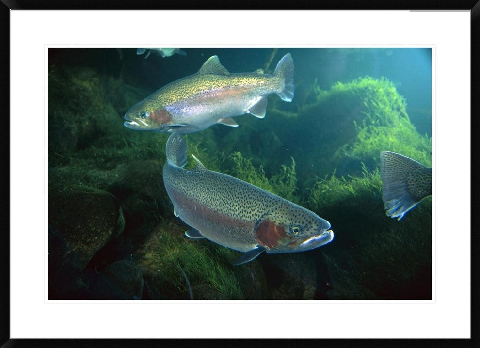 "Rainbow Trout pair underwater in Utah" Framed Print by Michael Durham, 38"x28"