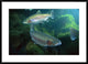 "Rainbow Trout pair underwater in Utah" Framed Print by Michael Durham, 38"x28"