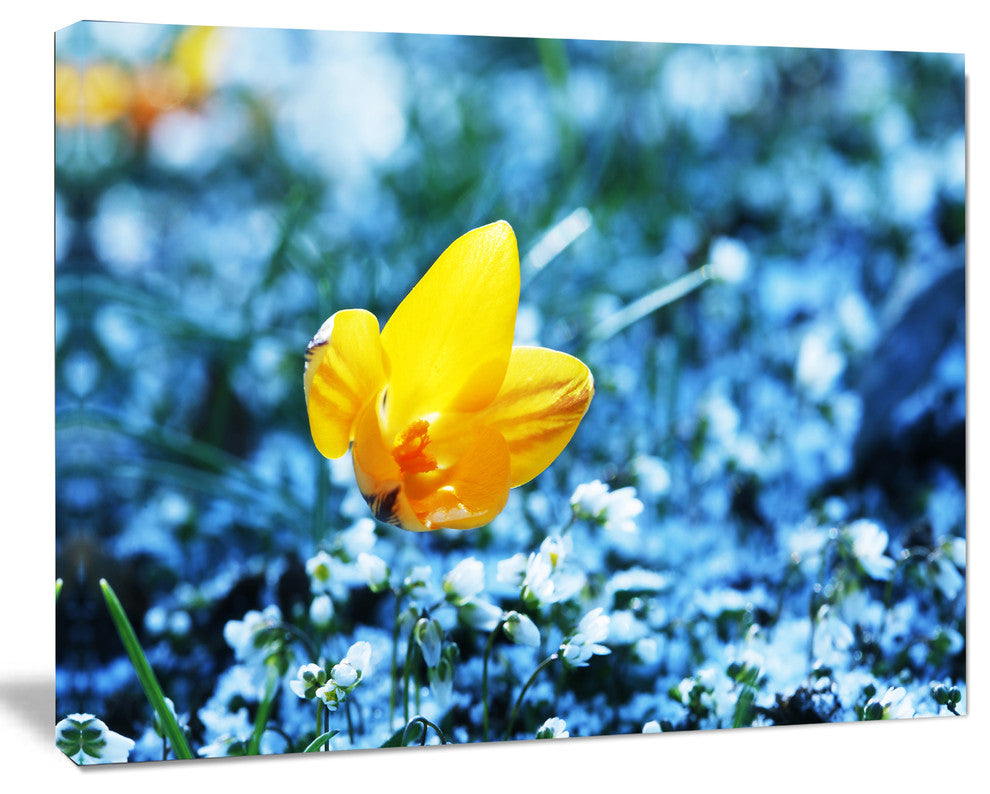 Solitary Yellow Flower on Blue, Floral Canvas Art Print, 40"x30"
