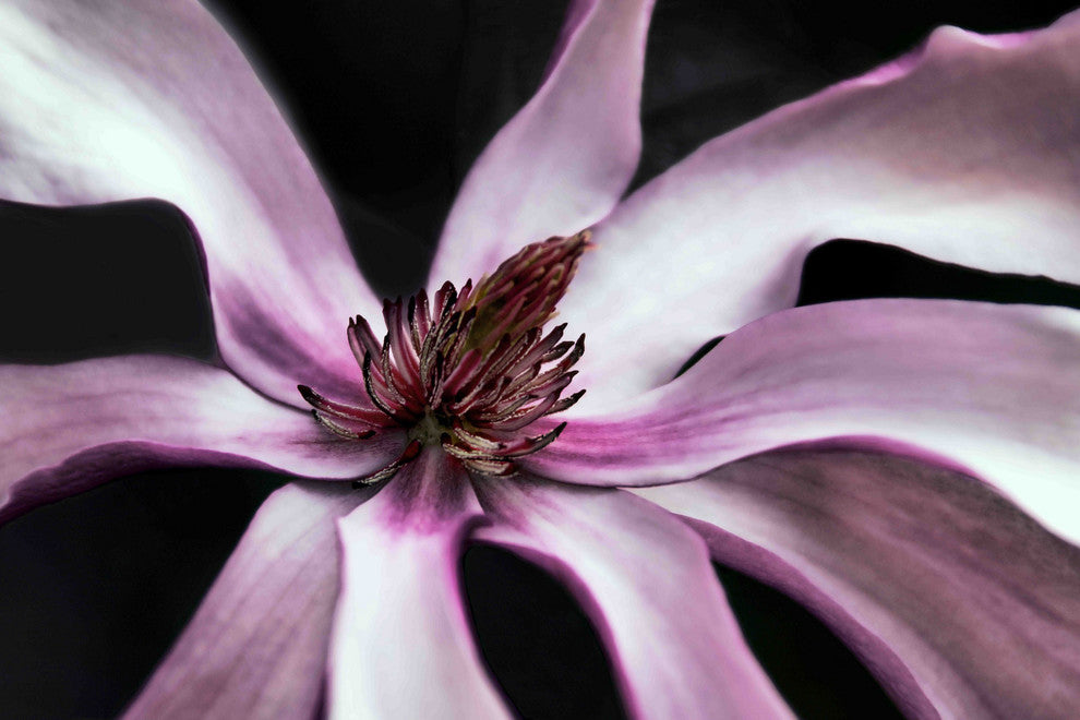 "Petal Pleasure" Painting Print on Canvas by Robertson