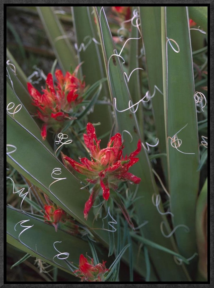 Paintbrush Growing Among With Banana Yucca , North America, 12"x16"