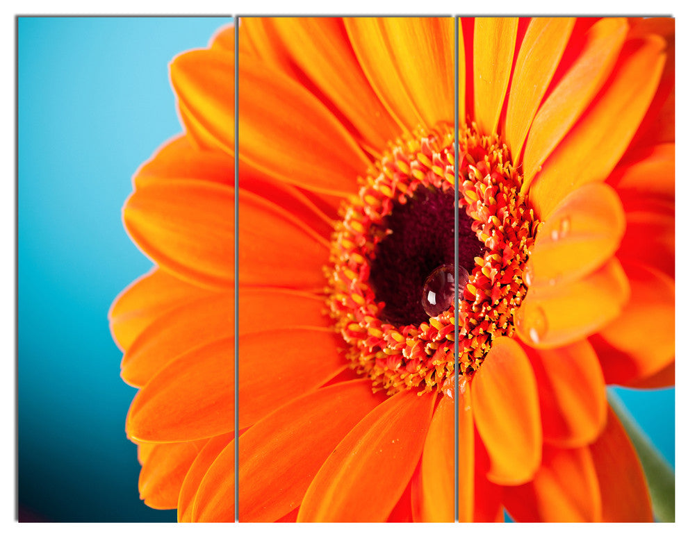 Orange Daisy Gerbera Flower Close up, Flowers Canvas Artwork, 36x28, 3 Panels