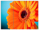 Orange Daisy Gerbera Flower Close up, Flowers Canvas Artwork, 36x28, 3 Panels